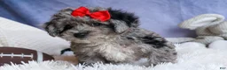 Bichpoo dogs for sale: NORMAN - Ad 19