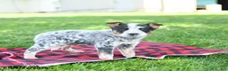 Australian Cattle Dog dogs for sale: Rodeo - Ad 4