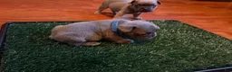 French Bulldog dogs for sale: Rosie - Ad 4