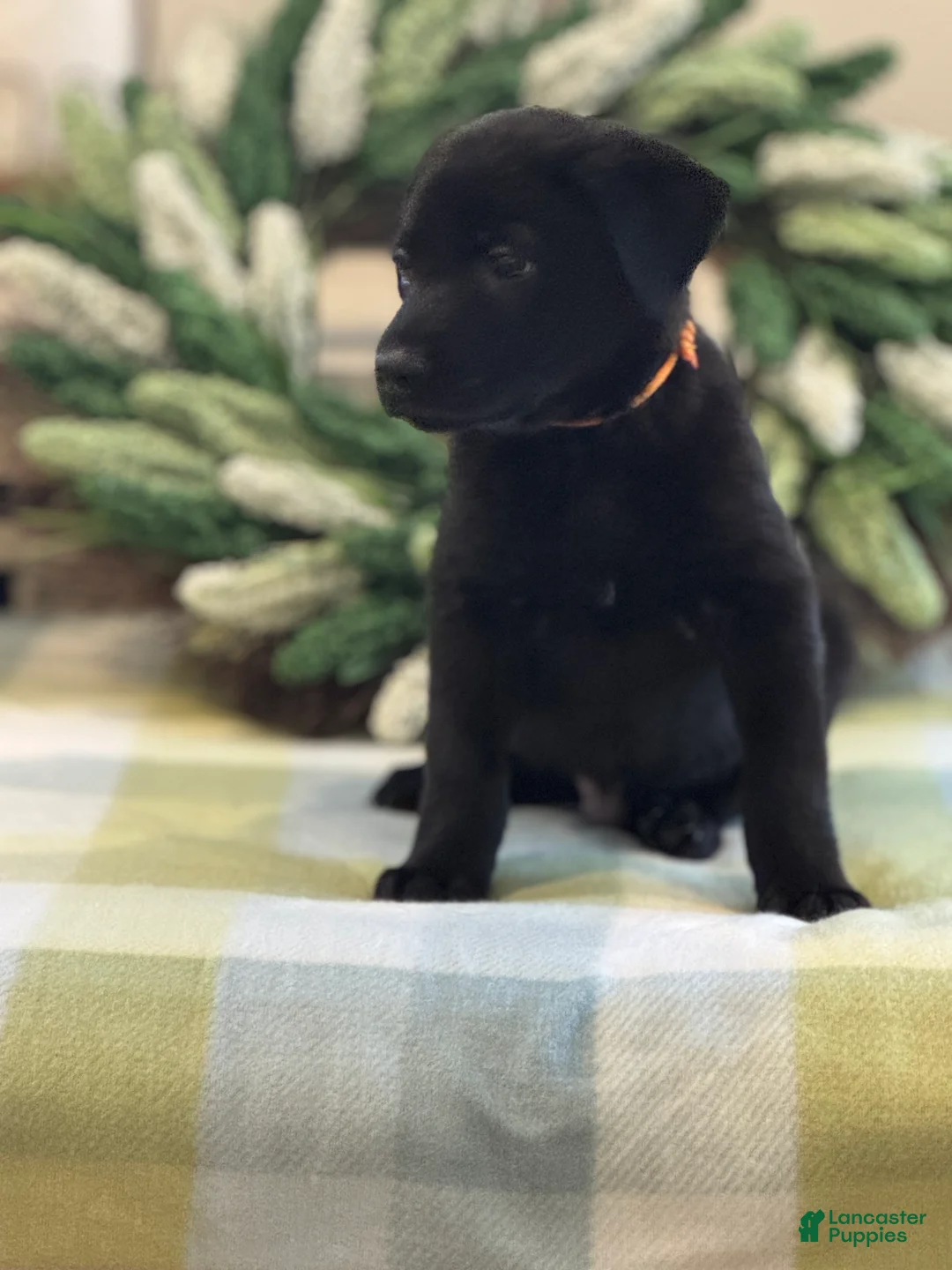 Mixed Breed dogs for sale: Firefly's Serenity - Ad 1