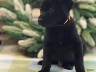 Mixed Breed dogs for sale: Firefly's Serenity - Ad 4