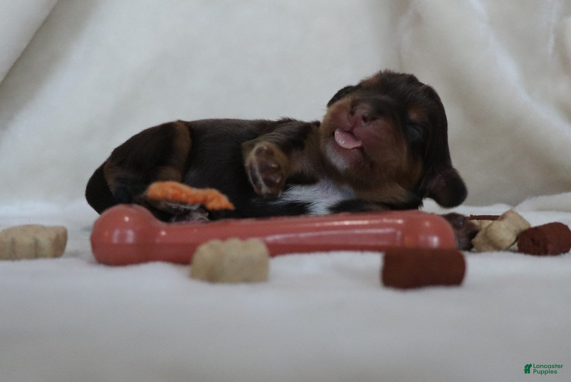 King Charles Spaniel dogs Male Puppy Orange - Ad 29