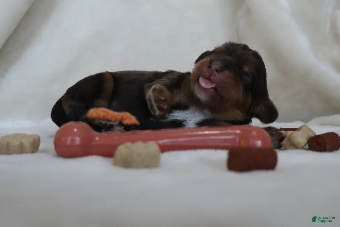 King Charles Spaniel dogs for sale: Male Puppy Orange - Ad 1