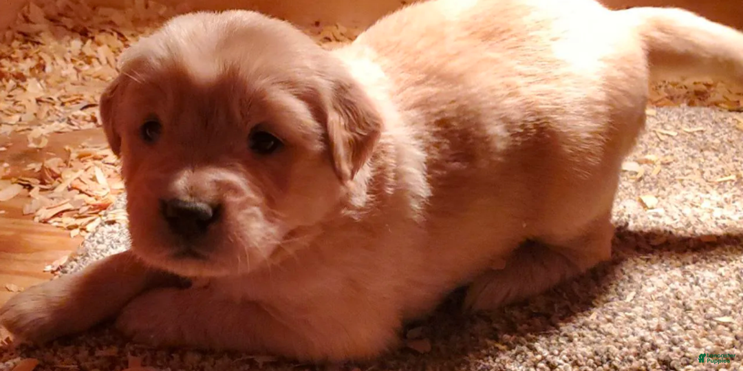 Golden Retriever dogs for sale: Brooke - Ad 2