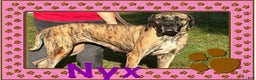 Great Dane dogs for sale: Howard - Ad 15