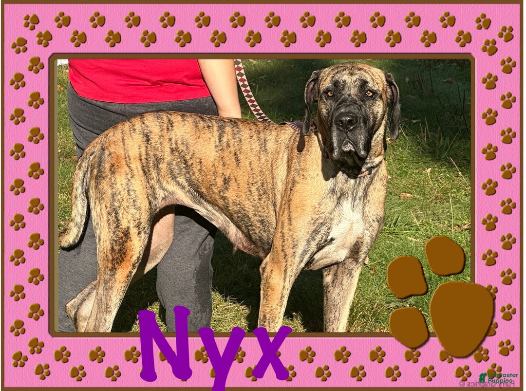 Great Dane dogs for sale: Howard - Ad 15