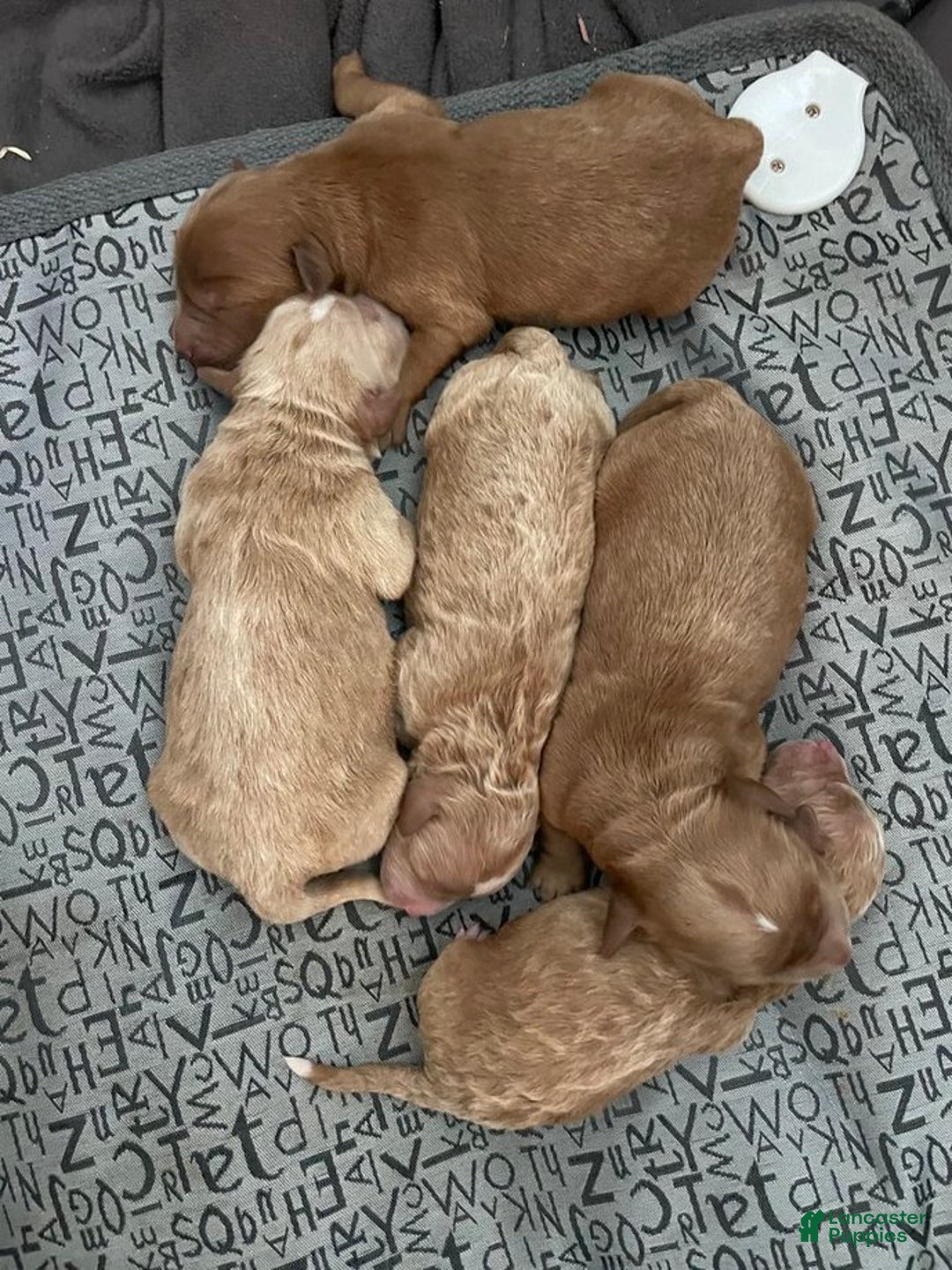 Goldendoodle dogs for sale: Dave - Ad 4