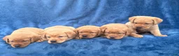 Labrador Retriever dogs for sale: #1 Female aka first born pup  - Ad 6