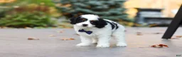 Cavapoo dogs for sale: Waylon - Ad 5