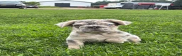 French Bulldog dogs for sale: Miles - Ad 3
