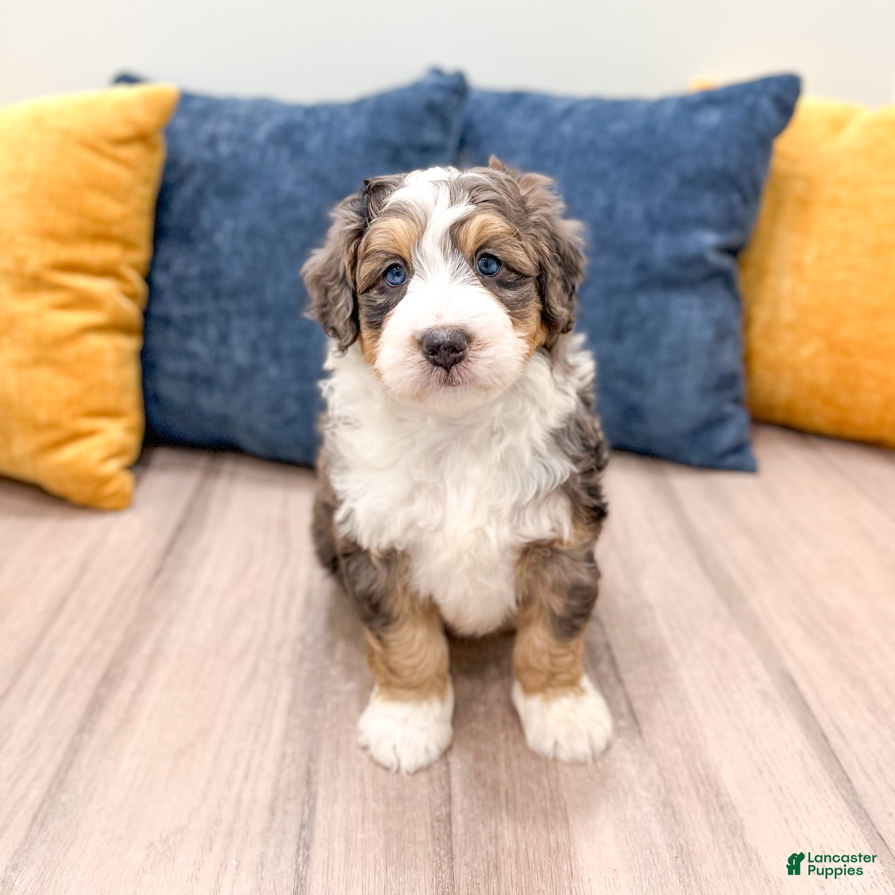 Mini Bernedoodle dogs Jackson - Ad 2