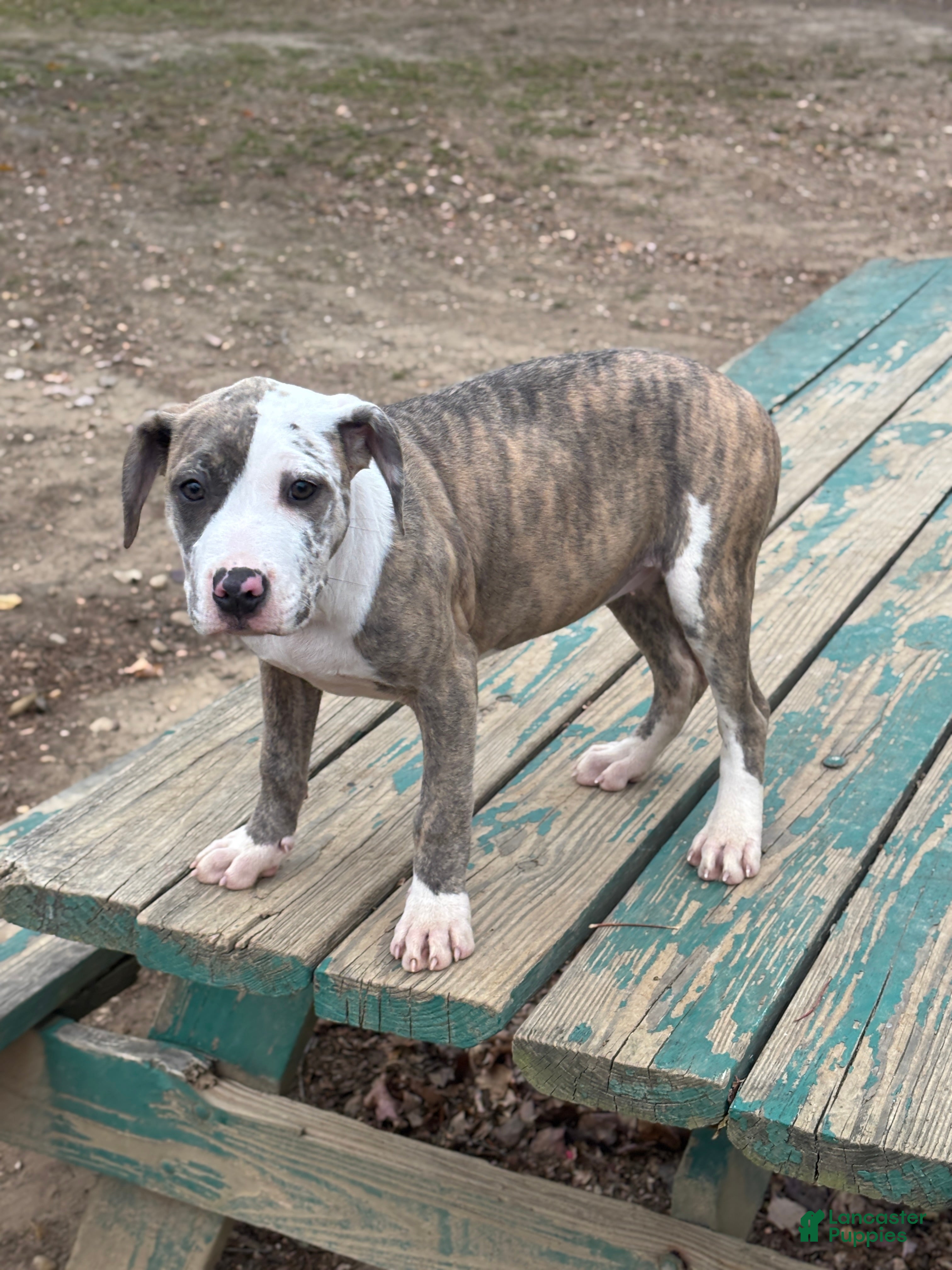 Mixed Breed dogs Zophia - Ad 6