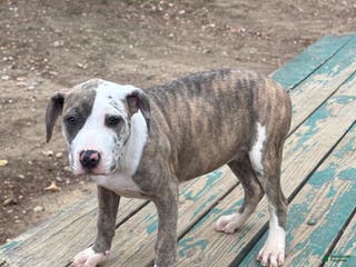 American Bully dogs Zophia - Ad 11