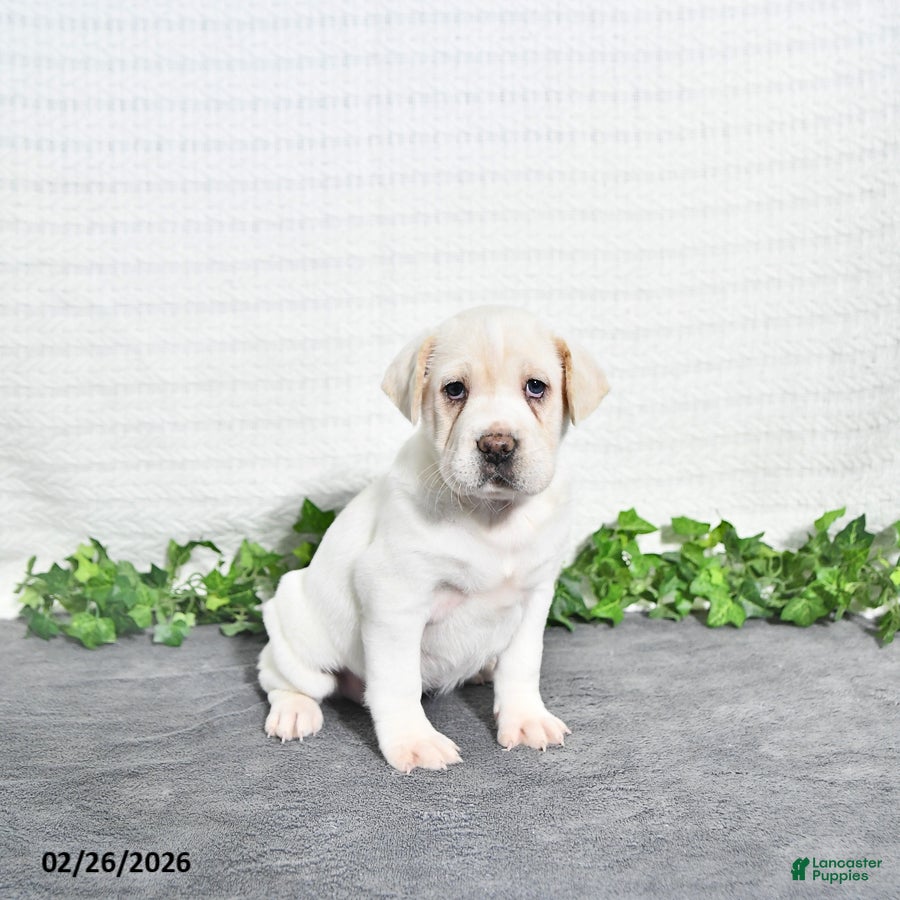 Mini Hippo dogs Betty   - Ad 1