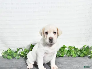 Mini Hippo dogs for sale: Betty - Ad 2