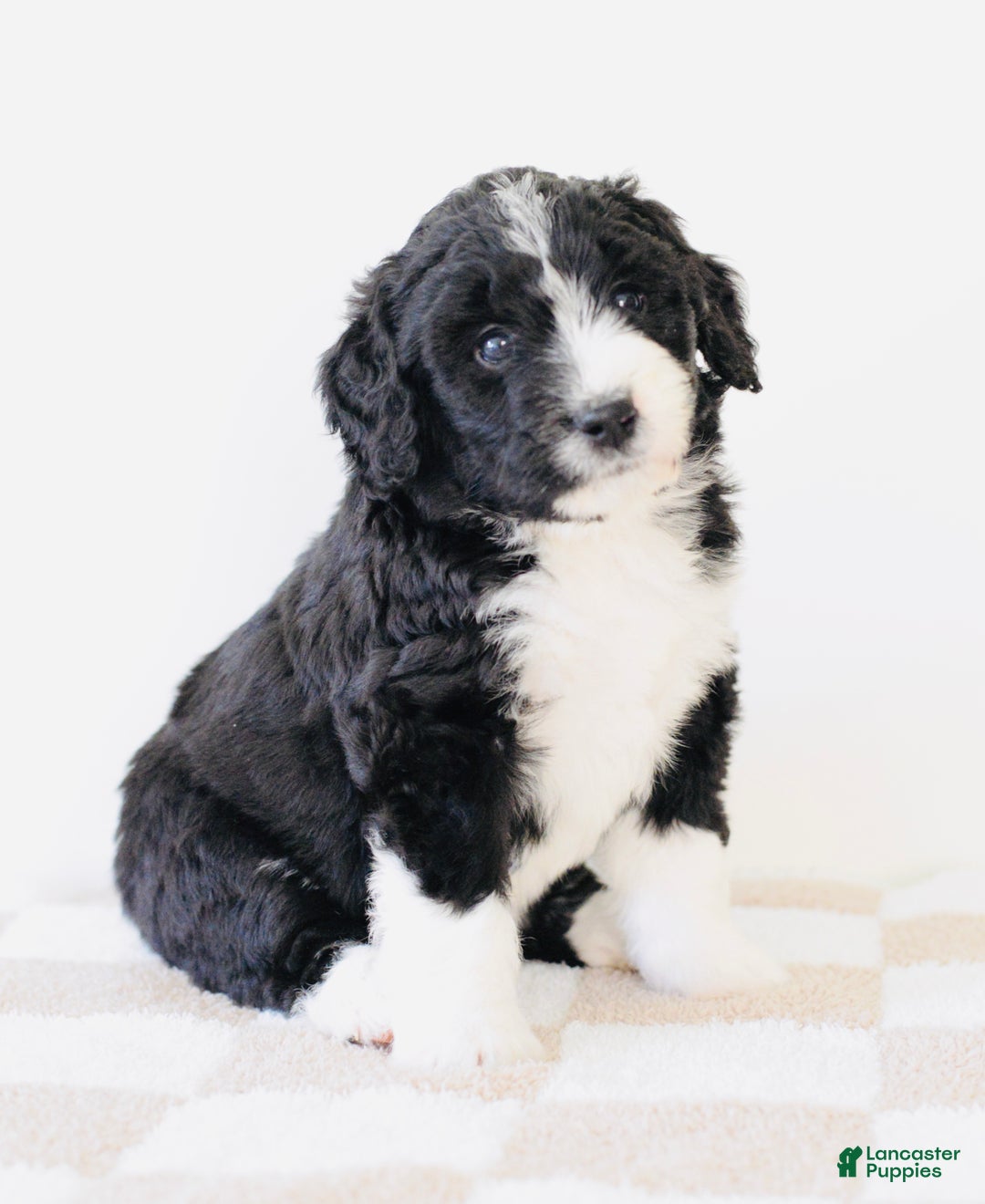 Bernedoodle dogs for sale: Cozy - Ad 5