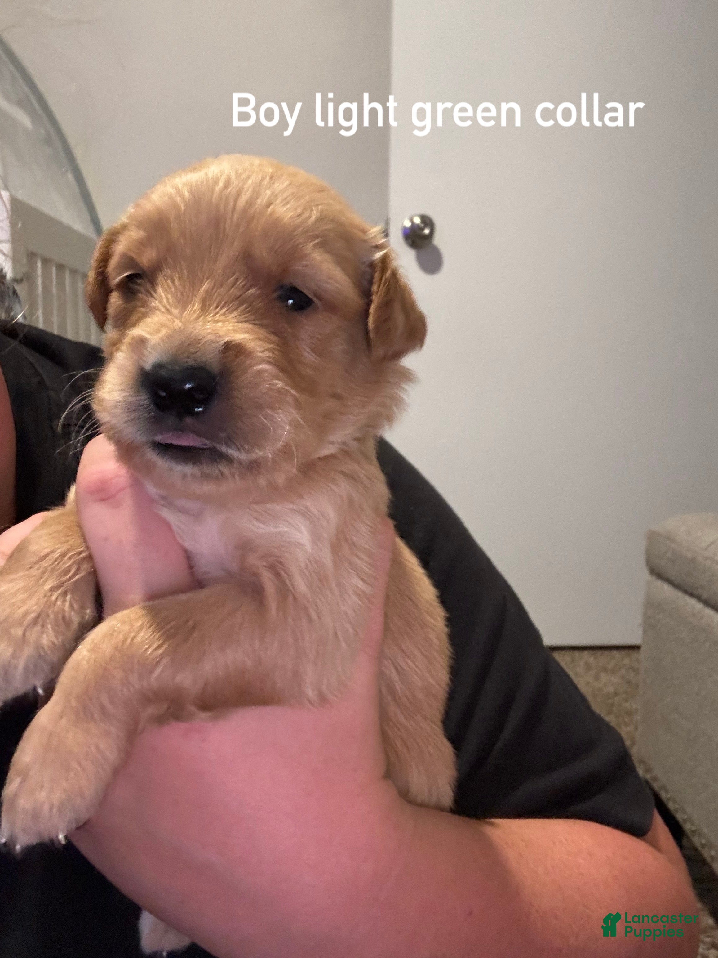 Golden Retriever dogs for sale: Light green collar Golden Retriever - Ad 3