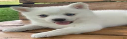 Alaskan Klee Kai dogs for sale: Pretty Blue Eyed SnowWhite~! - Ad 13