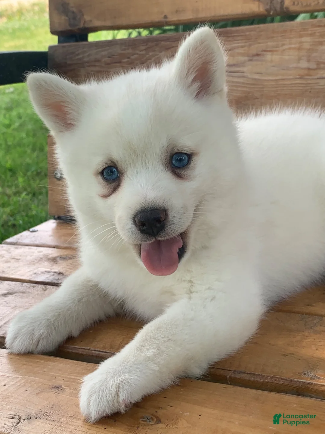 Alaskan Klee Kai dogs for sale: Pretty Blue Eyed SnowWhite~! - Ad 13