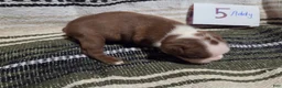 Boston Terrier dogs for sale: Addy Boston Terrier 5 - Ad 2