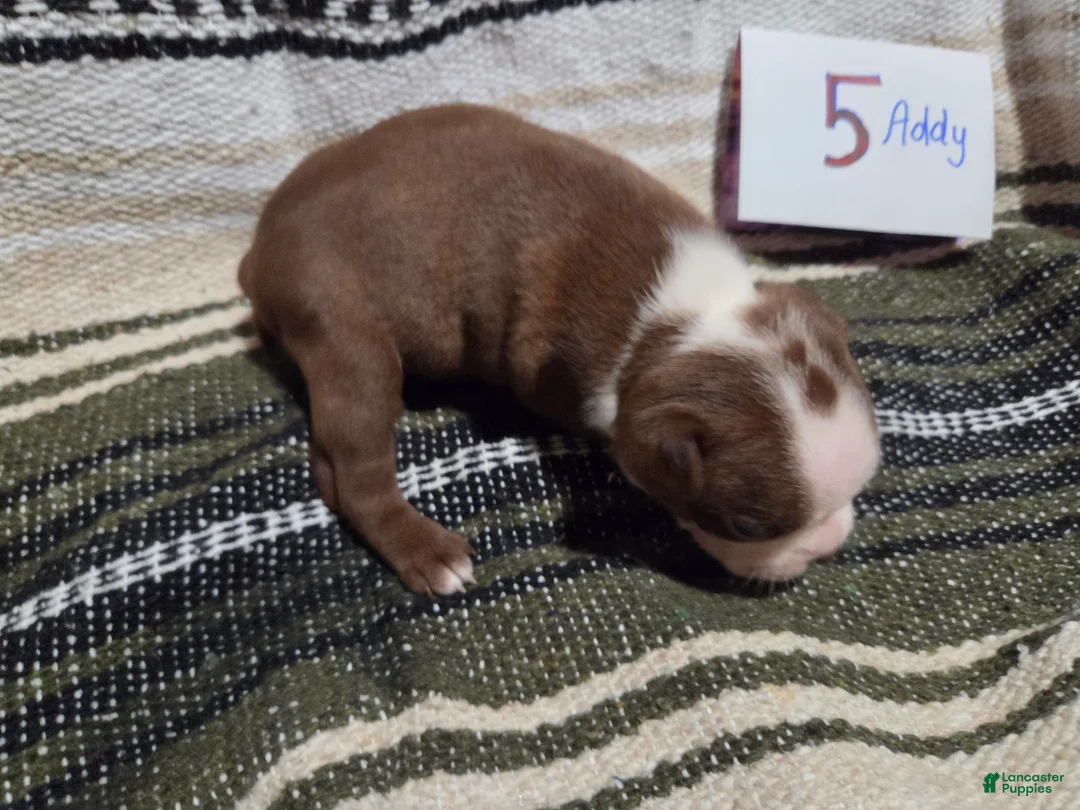 Boston Terrier dogs for sale: Addy Boston Terrier 5 - Ad 2