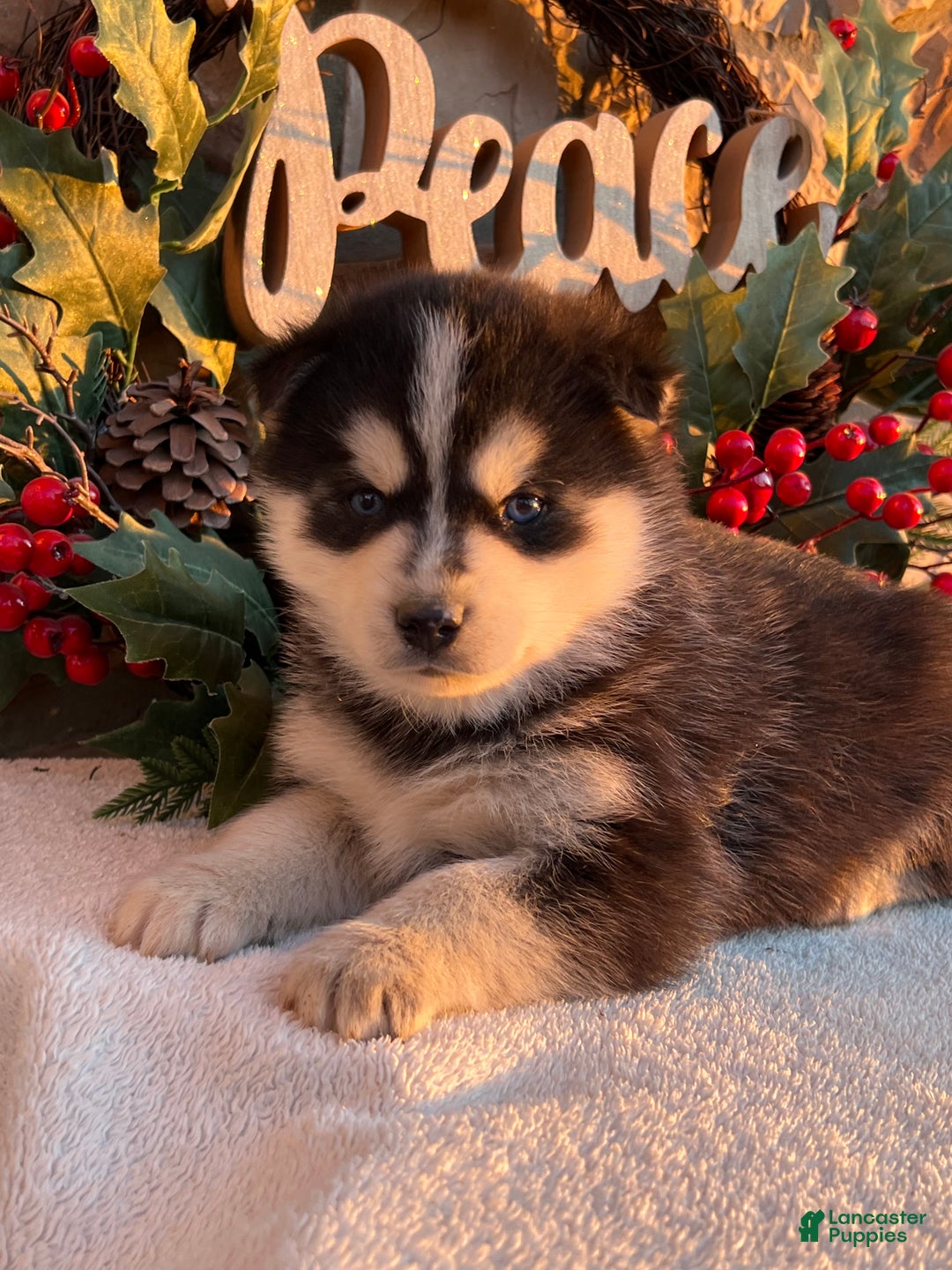 Pomsky dogs for sale: Feliz - Ad 5