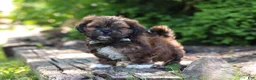 Shih Tzu dogs for sale: Theo - Ad 4