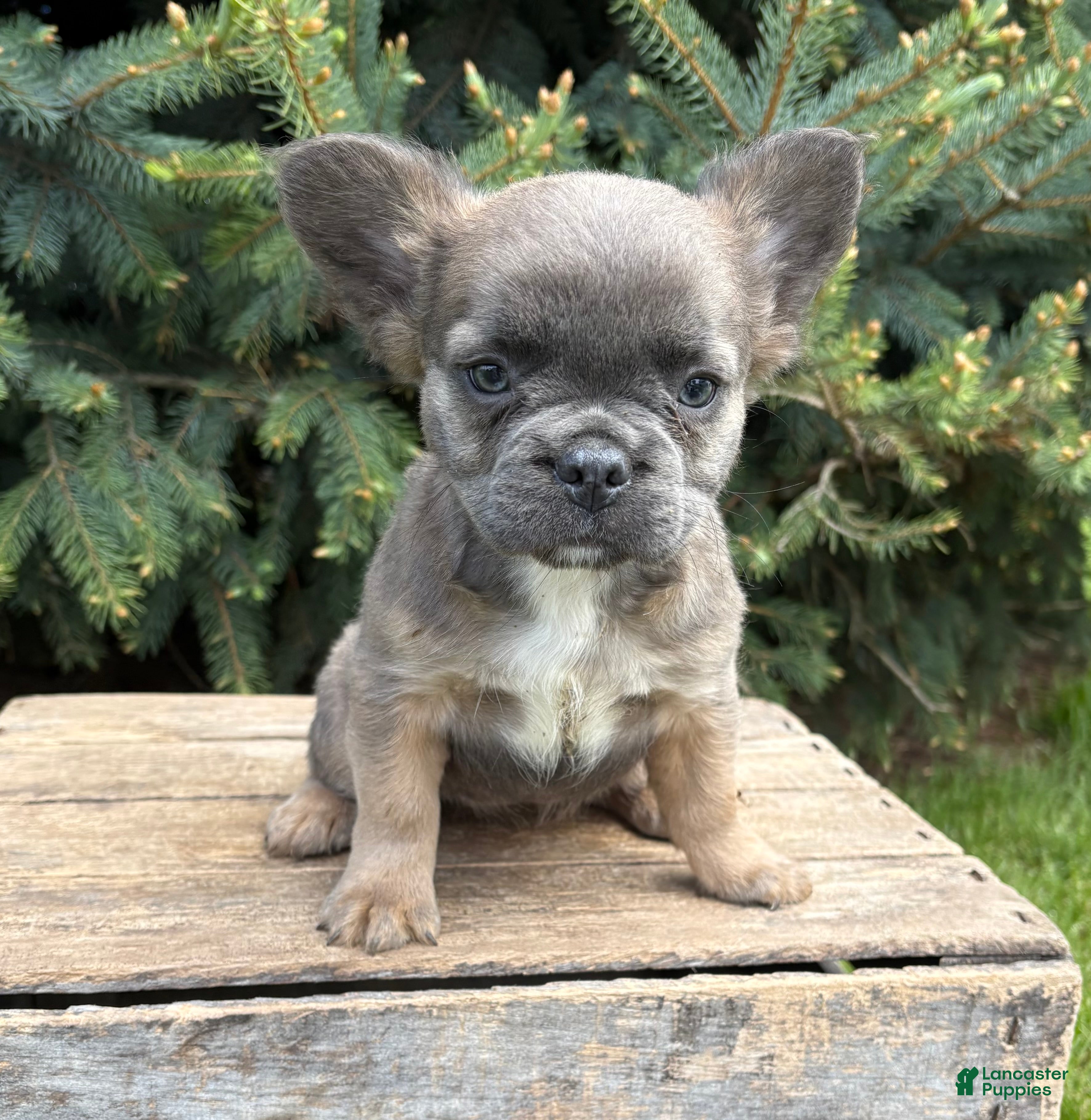 French Bulldog dogs for sale: Mercedes Fluffy - Ad 5