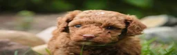 Miniature Poodle dogs for sale: Zena - Ad 9