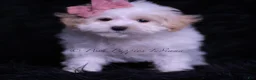 Maltipoo dogs for sale: Missy - Ad 2