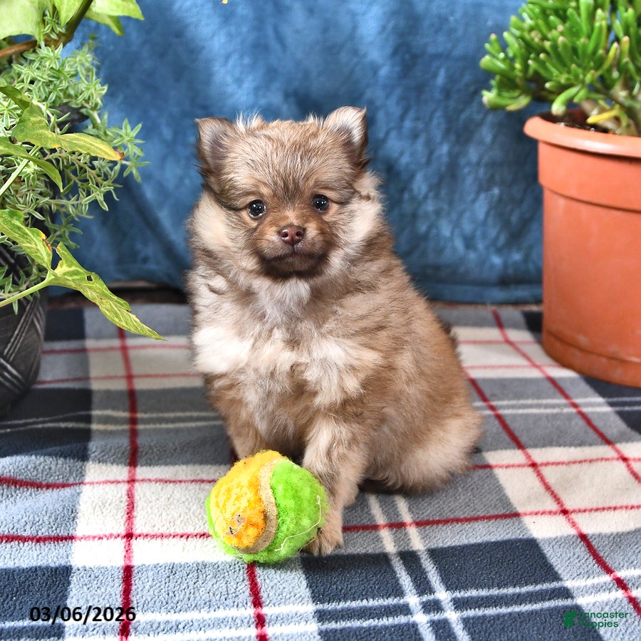 Pomeranian dogs Bingo - Ad 1