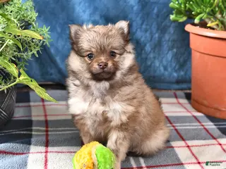 Pomeranian dogs for sale: Bingo - Ad 2