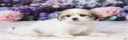 Teddy Bear dogs for sale: Joey - Ad 3