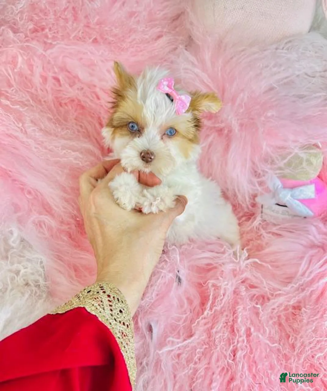 Biewer Terrier dogs for sale: Biewer Terrier Puppy 1 - Ad 1