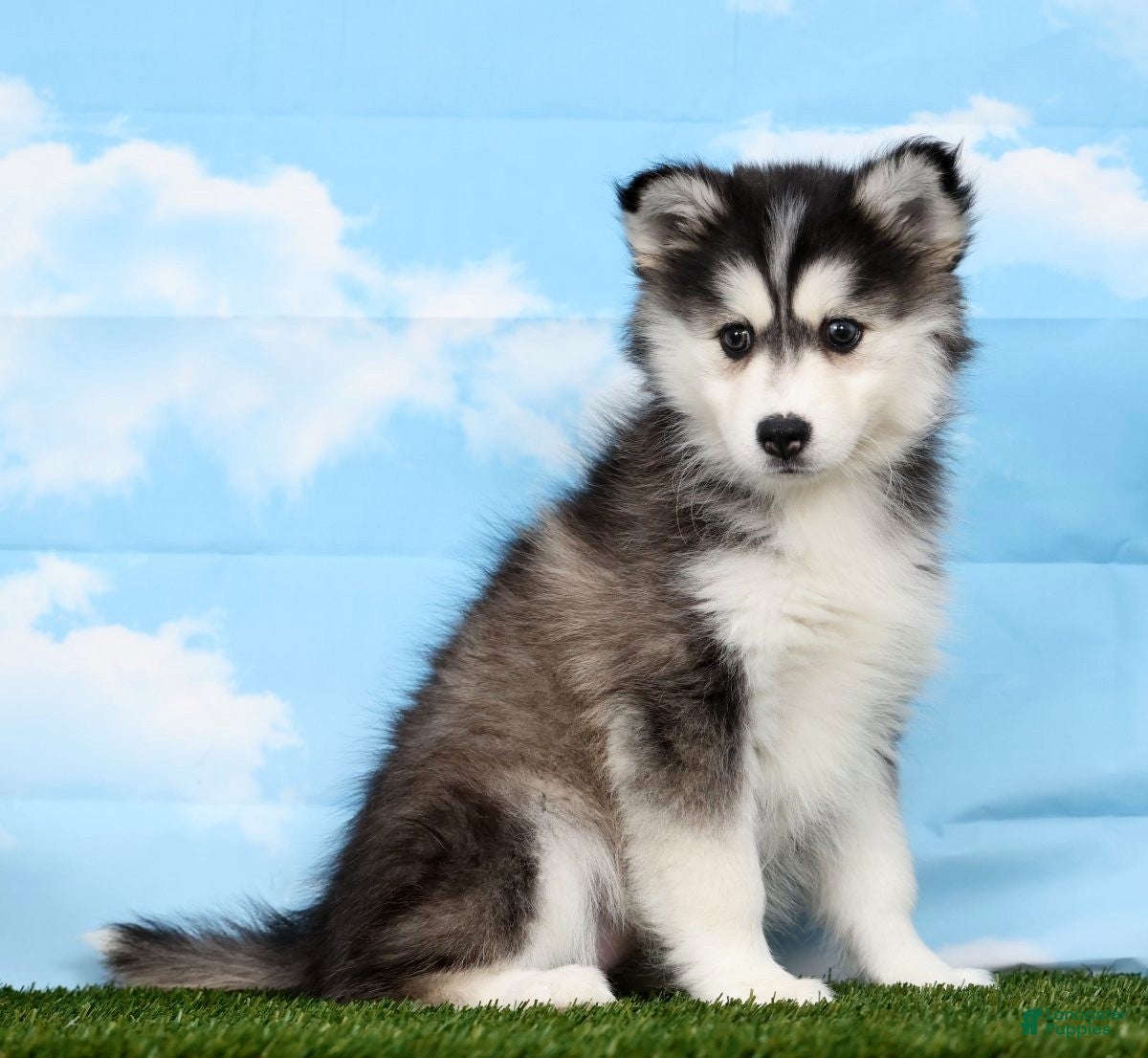Pomsky dogs Xara - Ad 1
