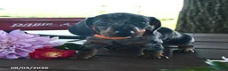Miniature Dachshund dogs for sale: Boris - Ad 3