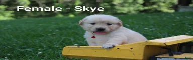 Golden Retriever 8
