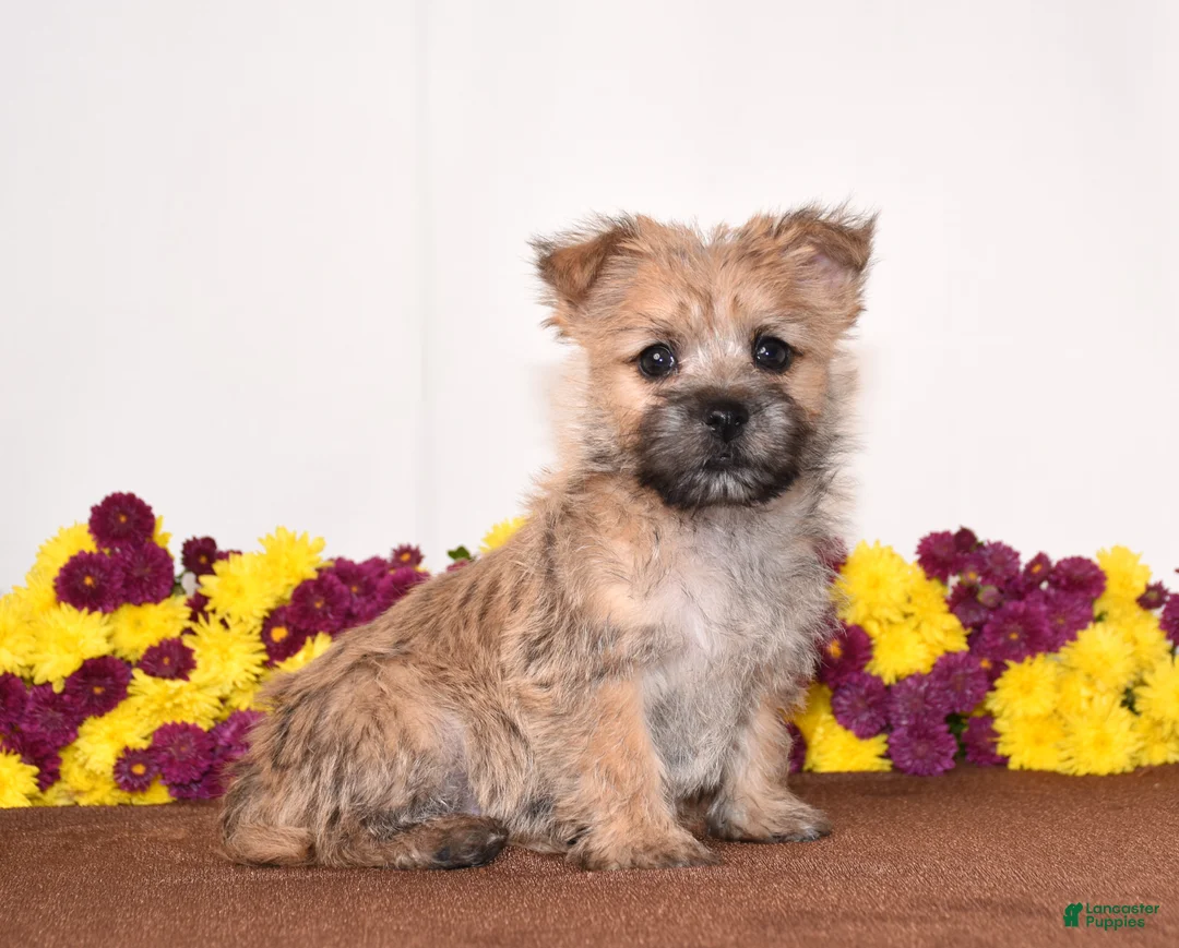 Cairn Terrier dogs for sale: Kiwi - Ad 1