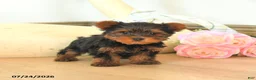 Yorkshire Terrier dogs for sale: Mason - Ad 3