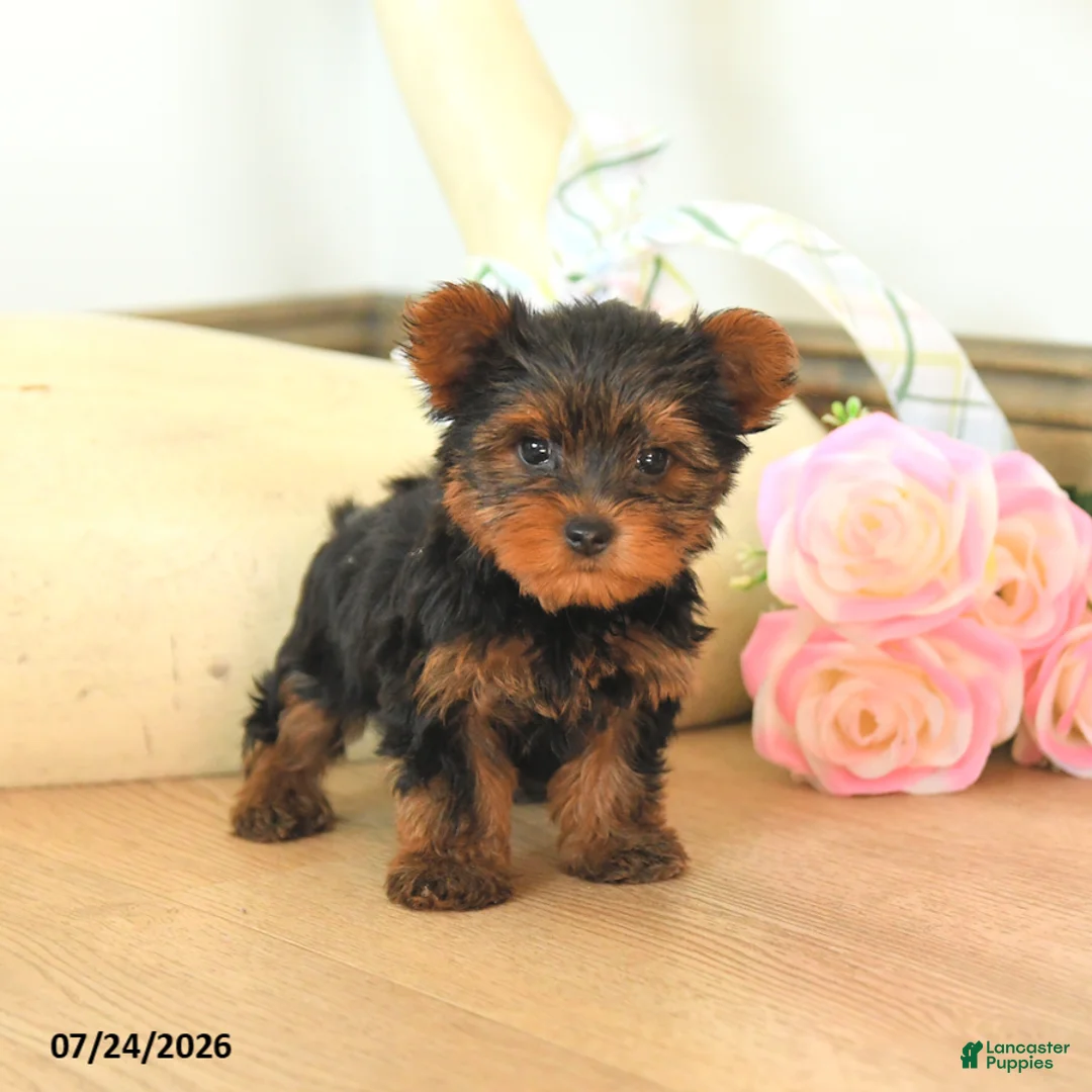 Yorkshire Terrier dogs for sale: Mason - Ad 3
