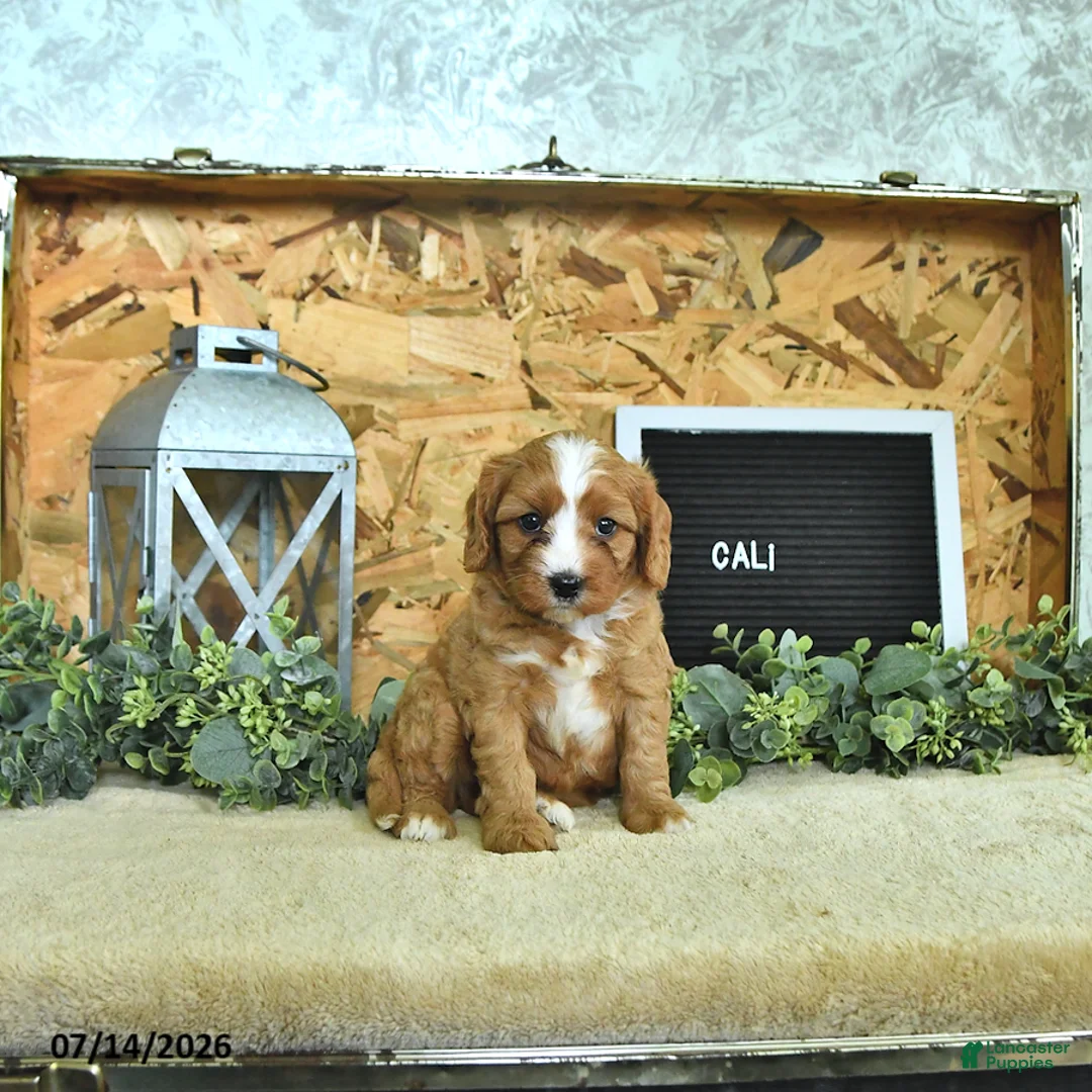 Cavapoo dogs for sale: Cali  - Ad 2