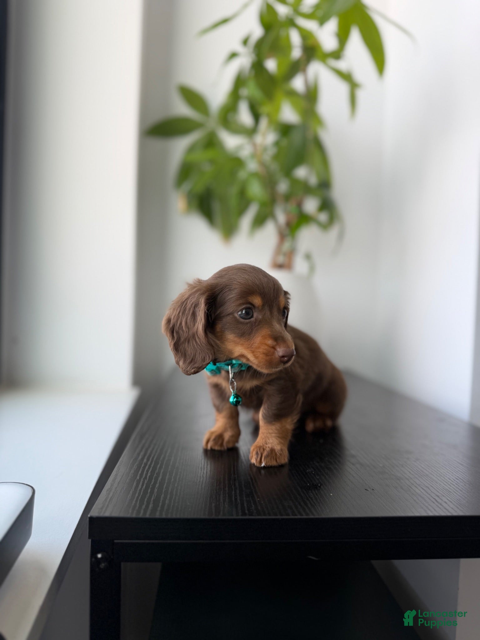 Miniature Dachshund dogs for sale: Scooby - Ad 3