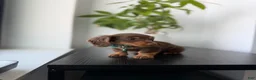 Miniature Dachshund dogs for sale: Scooby - Ad 1