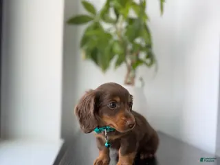Miniature Dachshund dogs for sale: Scooby - Ad 3