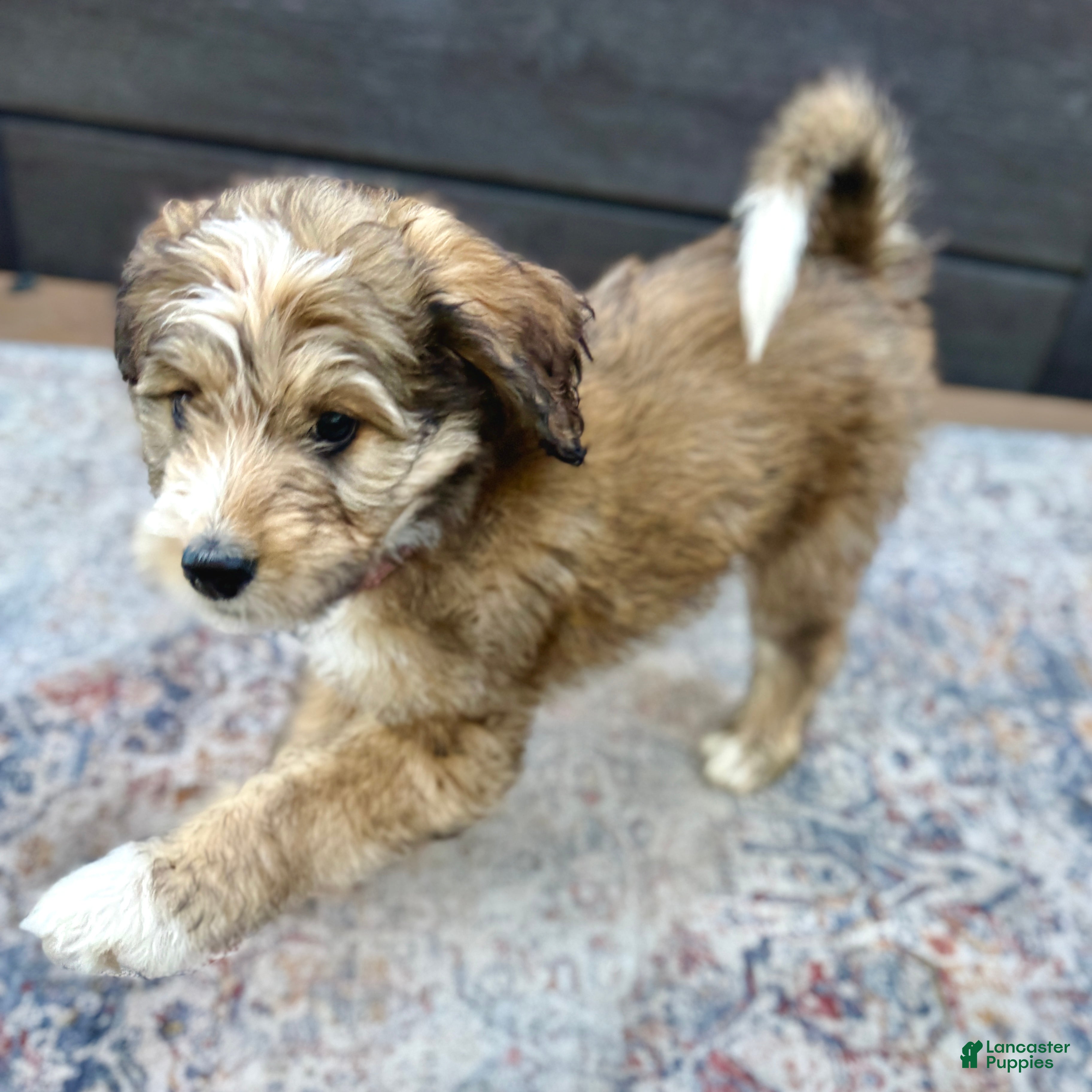 Bernedoodle dogs Tricky - Ad 1