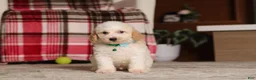 Miniature Poodle dogs for sale: Monty (AKC) - Ad 6
