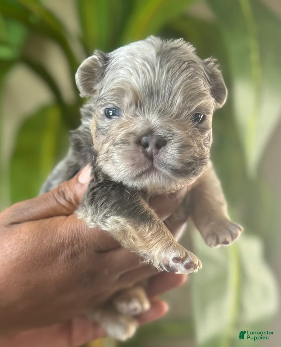 French Bulldog dogs for sale: Twix  - Ad 1