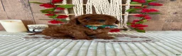 Mini Goldendoodle dogs for sale: Mr. Sunshine - Ad 10