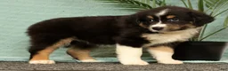 Miniature Australian Shepherd dogs for sale: Jasmine - Ad 6