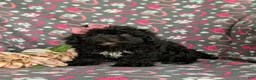Cavapoo dogs for sale: Amanda 7 lbs Full Grown - Ad 1